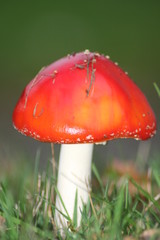toadstool