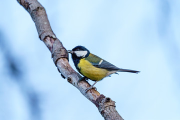 Great Tit (Parus major) on a branch agaisnt a bright background, taken in the UK