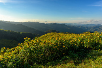 Obraz premium Tithonia diversifolia (Mexican Sunflower) with beautiful landscape view in Thailand.