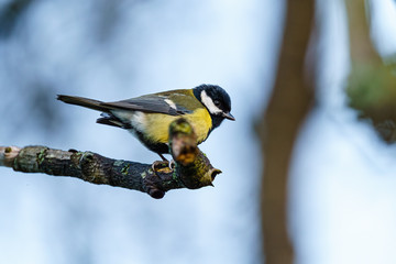 Great Tit (Parus major) on the edge of a branch looking down, taken in the UK