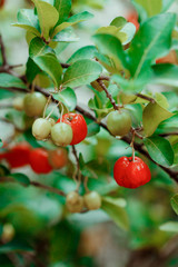 Obraz premium Acerola fruit on garden, typical Brazilian fruit
