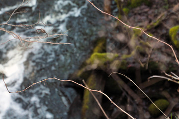 Photographs at a stream in the forest in Sweden