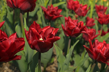 Spring background with red tulips.