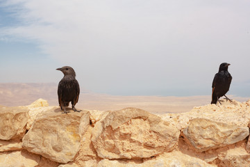 Two birds sitting on stones in the background of the desert. The sky is shrouded in clouds. Representatives of the fauna of the desert in search of food. Ornithological observations of bird population