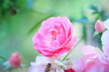Beautiful pink roses flower in the garden