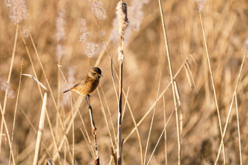 Stonechat (Saxicola torquata) female perched on reed, taken in the England