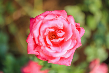 Beautiful pink roses flower in the garden