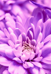 Abstract floral background, purple chrysanthemum flower. Macro flowers backdrop for holiday brand design