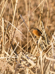 Stonechat (Saxicola torquata) perched on reed, taken in the UK