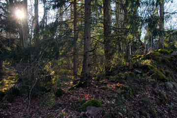 Fototapeta premium Photographs at a stream in the forest in Sweden