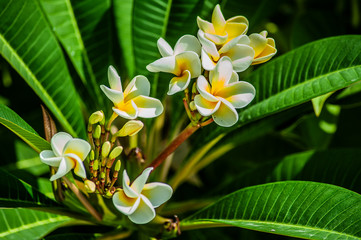 A garden in Cyprus is a blooming Paradise that you can enjoy all year round. Many evergreen plants...
