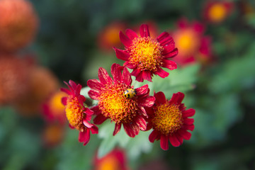 red flower in the garden