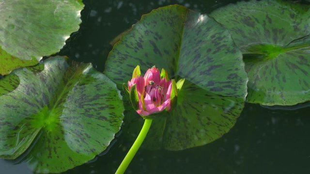 A serene, still lotus pond, with bees flying in and out of a tall, single pink lotus flower, surrounded by a beautiful background of deep green, floating paddy leaves, in a Thai garden park.