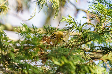 Goldcrest (Regulus regulus) in a conifer, taken in the UK