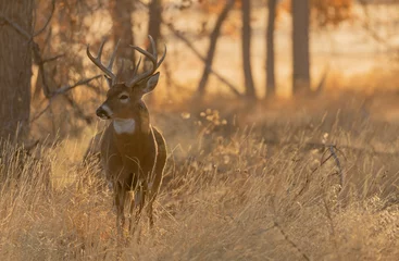 Poster Buck Whitetail Deer in Colorado tijdens de sleur in de herfst © natureguy