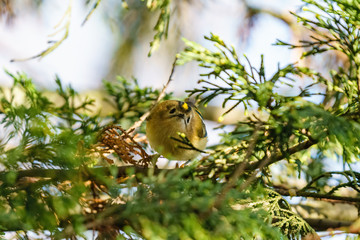 Goldcrest (Regulus regulus) looking to camera, taken in the UK