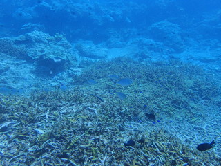 the hard coral reef under deep blue ocean scuba diving