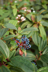 Viburnum davidii