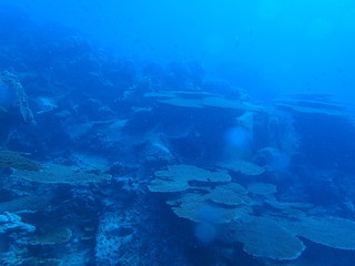 the hard coral reef under deep blue ocean scuba diving