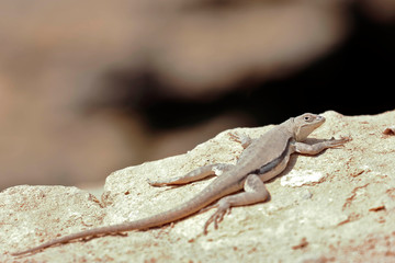 Peru Pacific Iguana (Microlophus peruvianus), beautiful specimen of Peruvian lizard, on the shore of the beach warming its body in the sun in Paracas. Ica-Peru