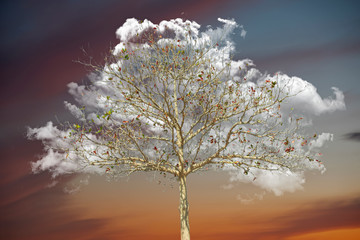 Cloud behind bare tree