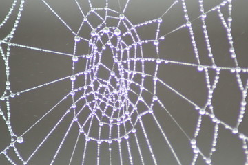 web