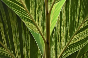 Close-up of the leaves of the "porcelain lily" (Alpinia zerumbet Variegata). Abstract tropical vegetable background