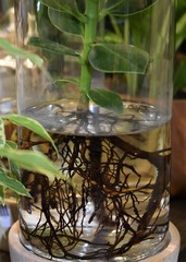 Hydroponic cultivation of a plant (Zamioculcas zamiifolia) in a glass container