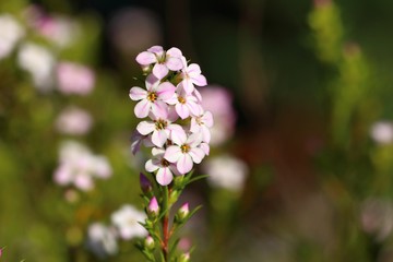 Petites fleur en bouquet