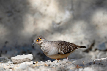 BARE-FACED GROUND-DOVE (Metriopelia ceciliae), a unique species of pigeon walking on the ground in its natural environment looking for food. Lima Peru
