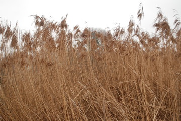 Obraz premium field, village, spring, reed, grass, ax, logs, bonfire, rain, boat, girl, flower