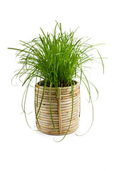  'Cyperus Zumula' or common cat grass used as a feed supplement for cat to help them throw up indigestible hair balls, isolated on white background