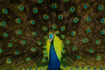Obraz premium Indian peafowl, common peafowl, in the natural environment, spread tail, Sri Lanka, Pavo cristatus