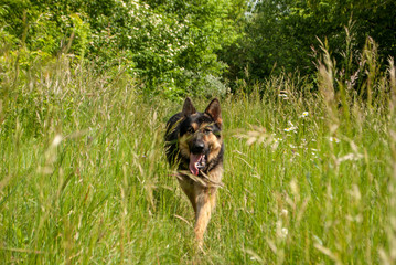 field, village, spring, reed, grass, ax, logs, bonfire, rain, boat, girl, flower