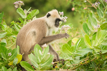 Tufted gray langur, Madras gray langur, natural environment, close up, detail, Sri Lanka, national park, Semnopithecus priam