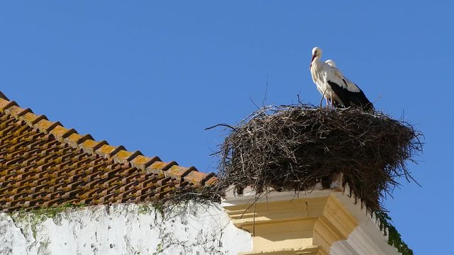 stork nest on a building top