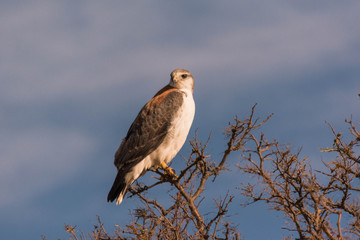 A bird perches on a tree