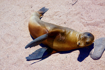 sea lion of galapagos