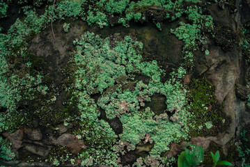  field, village, spring, reed, grass, ax, logs, bonfire, rain, boat, girl, flower