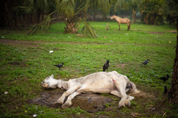 A wounded horse lying on a grass land in a winter morning. Indian landscape