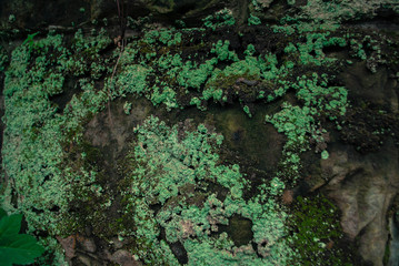  field, village, spring, reed, grass, ax, logs, bonfire, rain, boat, girl, flower