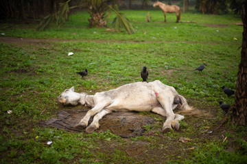 Naklejka na ściany i meble A wounded horse lying on a grass land in a winter morning. Indian landscape