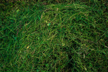  field, village, spring, reed, grass, ax, logs, bonfire, rain, boat, girl, flower