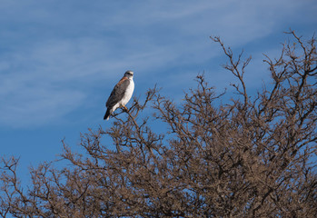 A bird perches on a tree