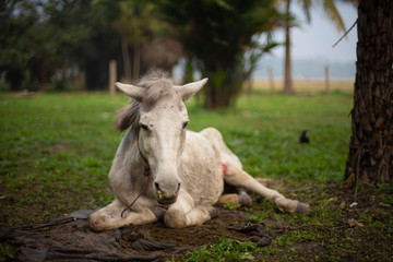 A wounded horse sitting on a grass land in a winter morning. Indian landscape