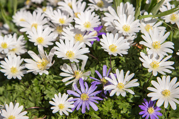 background of daisies