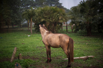 A horse standing on a grass land in a winter morning. Indian landscape