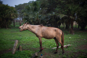 Fototapeta premium A horse standing on a grass land in a winter morning. Indian landscape