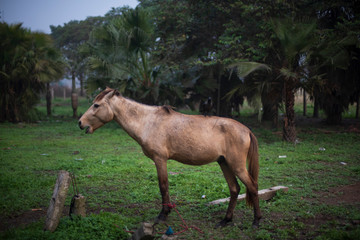 A horse standing on a grass land in a winter morning. Indian landscape