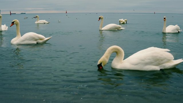 A group of swans swim in the calm sea, beautiful color of water, low waves